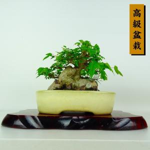 盆栽 楓 樹高 約14cm かえで 高級盆栽 Acer カエデ 紅葉 カエデ科 落葉樹 鑑賞 観賞用 小品 現品