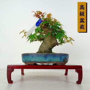 盆栽 紅葉 樹高 約13cm もみじ 高級盆栽 Acer palmatum モミジ カエデ科 落葉樹 鑑賞 観賞用 小品 現品