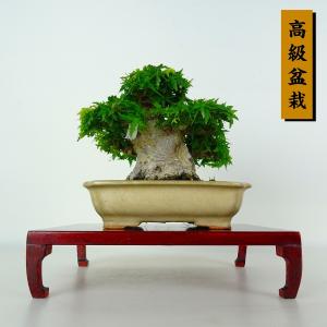 盆栽 紅葉 琴姫 樹高 約11cm もみじ 高級盆栽 Acer palmatum モミジ カエデ科 落葉樹 鑑賞 観賞用 小品 現品