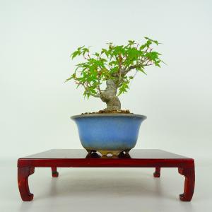 盆栽 紅葉 樹高 約17cm もみじ Acer palmatum モミジ カエデ科 落葉樹 鑑賞 観賞用 小品 現品