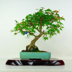 盆栽 紅葉 樹高 約27cm もみじ Acer palmatum モミジ 石付き カエデ科 落葉樹 鑑賞 観賞用 現品