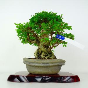 盆栽 楡欅 樹高 約27cm にれけやき Ulmus parvifolia ニレケヤキ 紅葉 斑入り ニレ科 落葉樹 鑑賞 観賞用 現品