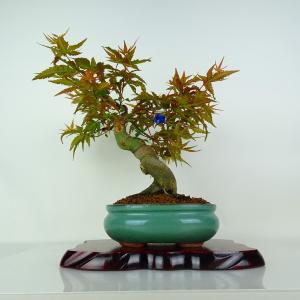 盆栽 紅葉 清玄 樹高 約25cm もみじ Acer palmatum モミジ カエデ科 落葉樹 鑑賞用 観賞用 現品