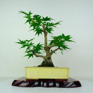 盆栽 紅葉 三河八房 樹高 約30cm もみじ Acer palmatum モミジ カエデ科 落葉樹 鑑賞用 観賞用 現品