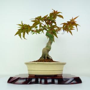 盆栽 紅葉 清玄 樹高 約28cm もみじ Acer palmatum モミジ カエデ科 落葉樹 鑑賞用 観賞用 現品
