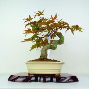 盆栽 紅葉 清玄 樹高 約30cm もみじ Acer palmatum モミジ カエデ科 落葉樹 鑑賞用 観賞用 現品