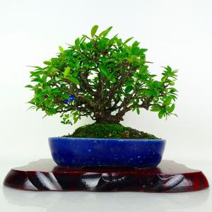 盆栽 ピラカンサ 樹高 約21cm Pyracantha 実 バラ科 常緑樹 鑑賞 観賞用 現品