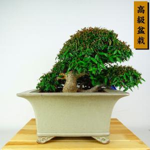 盆栽 縮緬葛 樹高 約16cm ちりめんかずら 高級盆栽 tirimenkazura チリメンカズラ テイカカズラ属 つる性 常緑樹 鑑賞 観賞用 小品 現品