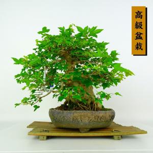 盆栽 楓 樹高 約24cm かえで 高級盆栽 Acer カエデ 紅葉 カエデ科 落葉樹 鑑賞 観賞用 現品