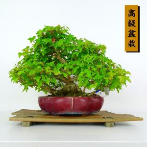 盆栽 楓 樹高 約20cm かえで 高級盆栽 Acer カエデ 紅葉 カエデ科 落葉樹 鑑賞 観賞用 小品 現品