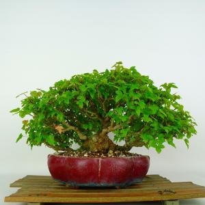 盆栽 楓 樹高 約20cm かえで 高級盆栽 ...の詳細画像2