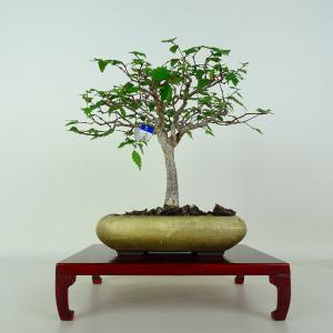 盆栽 欅 樹高 約17cm けやき Zelkov...の商品画像
