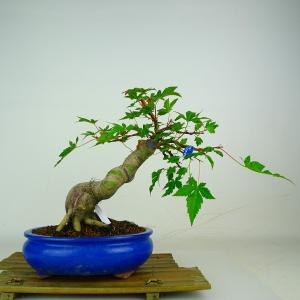 盆栽 紅葉 紅千鳥 樹高 約25cm もみじ Acer palmatum モミジ カエデ科 落葉樹 鑑賞 観賞用 現品