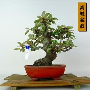 盆栽 寒茱萸 樹高 約20cm かんぐみ 高級盆栽 Elaeagnus カングミ グミ科 常緑樹 鑑賞 観賞用 小品 現品