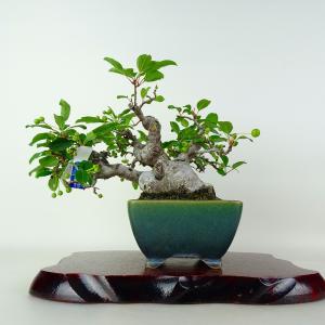 盆栽 酸実 樹高 約18cm ずみ Malus toringo ズミ 実物 黄 バラ科 落葉樹 鑑賞 観賞用 小品 現品