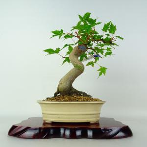 盆栽 紅葉 紅千鳥 樹高 約24cm もみじ Acer palmatum モミジ カエデ科 落葉樹 鑑賞 観賞用 現品