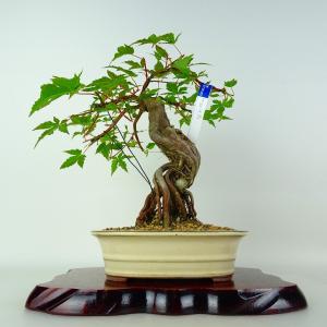 盆栽 紅葉 紅千鳥 樹高 約26cm もみじ Acer palmatum モミジ カエデ科 落葉樹 鑑賞 観賞用 現品