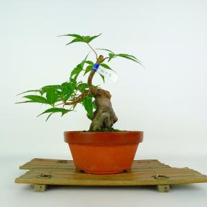 盆栽 紅葉 紅千鳥 樹高 約20cm もみじ Acer palmatum モミジ カエデ科 落葉樹 鑑賞 観賞用 小品 現品