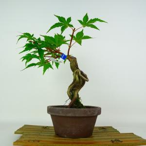盆栽 紅葉 紅千鳥 樹高 約26cm もみじ Acer palmatum モミジ カエデ科 落葉樹 鑑賞 観賞用 現品