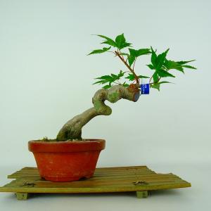 盆栽 紅葉 紅千鳥 樹高 約23cm もみじ Acer palmatum モミジ カエデ科 落葉樹 鑑賞 観賞用 現品