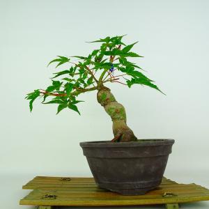 盆栽 紅葉 紅千鳥 樹高 約23cm もみじ Acer palmatum モミジ カエデ科 落葉樹 鑑賞 観賞用 現品