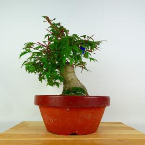 盆栽 紅葉 出猩々 樹高 約26cm もみじ Acer palmatum モミジ カエデ科 落葉樹 鑑賞 観賞用 現品