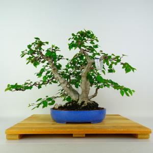盆栽 岩四手 樹高 約24cm いわしで Carpinus turczaninovii イワシデ カバノキ科 落葉樹 観賞用 現品