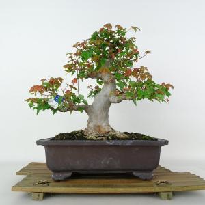 盆栽 楓 樹高 約21cm かえで Acer カエデ 紅葉 カエデ科 落葉樹 鑑賞 観賞用 現品