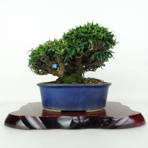 盆栽 縮緬葛 樹高 約14cm ちりめんかずら ...の商品画像