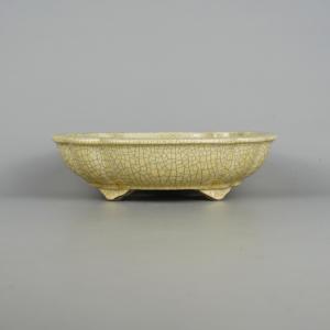 盆栽小鉢：伊藤屯洋(とんよう) 長方鉢 14.8cm *現品もの 資材 : 遊恵