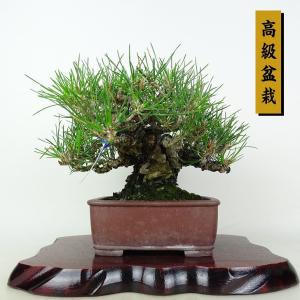 盆栽 松 黒松 樹高 約29cm くろまつ 高級盆栽 Pinus thunbergii クロマツ マツ科 常緑針葉樹 鑑賞用 観賞用 現品