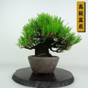盆栽 松 黒松 樹高 約23cm くろまつ 高級盆栽 Pinus thunbergii クロマツ マツ科 常緑針葉樹 鑑賞用 観賞用 現品