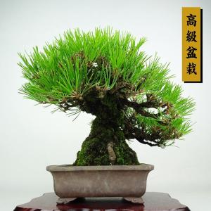 盆栽 松 黒松 樹高 約25cm くろまつ 高級盆栽 Pinus thunbergii クロマツ マツ科 常緑針葉樹 鑑賞用 観賞用 現品
