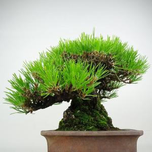 盆栽 松 黒松 樹高 約25cm くろまつ 高...の詳細画像2