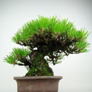 盆栽 松 黒松 樹高 約25cm くろまつ 高...の詳細画像3
