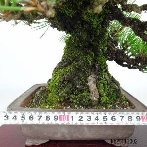 盆栽 松 黒松 樹高 約25cm くろまつ 高...の詳細画像4