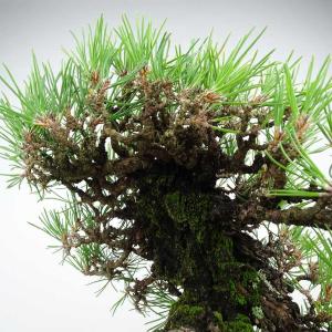 盆栽 松 黒松 樹高 約25cm くろまつ 高...の詳細画像5