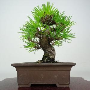 盆栽小鉢：美芸（常滑）六角鬼面足面付鉢 21.5cm*資材 : 遊恵盆栽