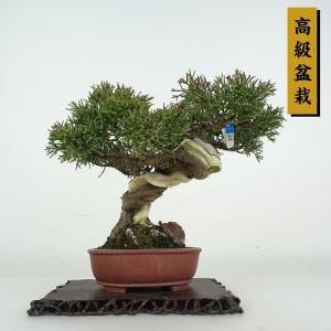 盆栽 真柏 樹高 約17cm しんぱく 高級盆栽 Juniperus chinensis シンパク ジン シャリ ヒノキ科 常緑樹 鑑賞 観賞用 小品 現品