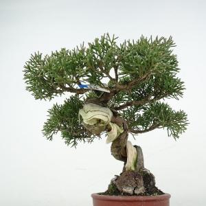 盆栽 真柏 樹高 約17cm しんぱく 高級盆...の詳細画像1