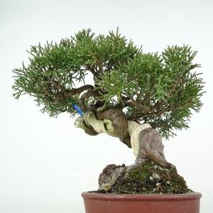 盆栽 真柏 樹高 約17cm しんぱく 高級盆...の詳細画像2