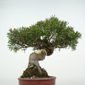 盆栽 真柏 樹高 約17cm しんぱく 高級盆...の詳細画像3