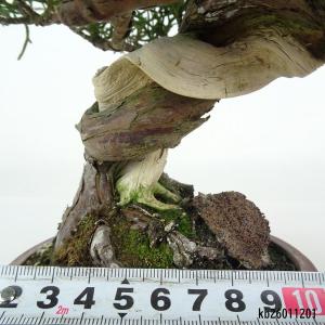 盆栽 真柏 樹高 約17cm しんぱく 高級盆...の詳細画像4