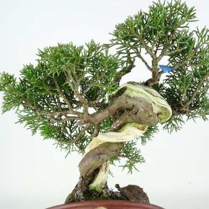 盆栽 真柏 樹高 約17cm しんぱく 高級盆...の詳細画像5