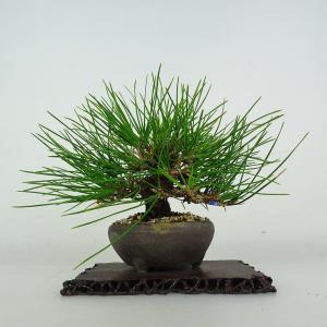 盆栽 松 黒松 樹高 上下 約18cm くろまつ Pinus thunbergii クロマツ マツ科 常緑針葉樹 鑑賞 観賞用 小品 現品