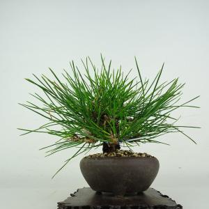 盆栽 松 黒松 樹高 上下 約18cm くろま...の詳細画像1