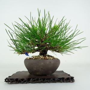 盆栽 松 黒松 樹高 上下 約18cm くろま...の詳細画像2