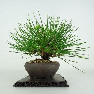 盆栽 松 黒松 樹高 上下 約18cm くろま...の詳細画像3