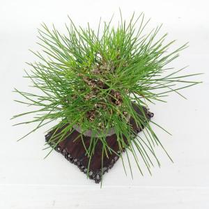 盆栽 松 黒松 樹高 上下 約18cm くろま...の詳細画像5