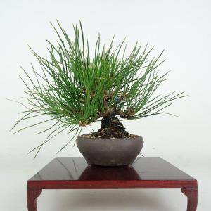 盆栽 松 黒松 樹高 上下 約24cm くろまつ Pinus thunbergii クロマツ マツ科 常緑針葉樹 鑑賞 観賞用 現品